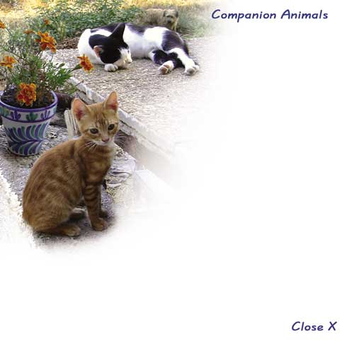 Companion Animal Veterinary Services
