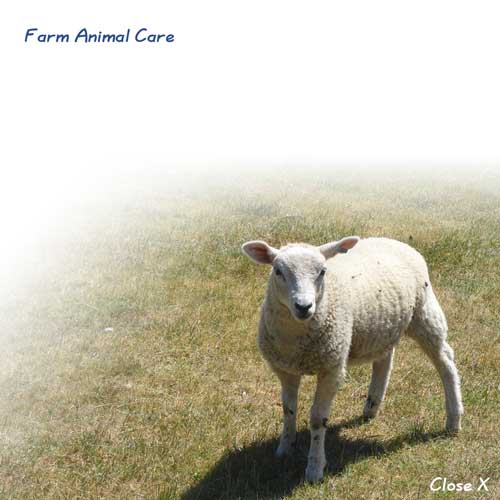 Farm Animal Veterinary Services